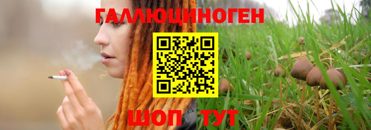 Галлюциногенные грибы Psilocybe Щёлково